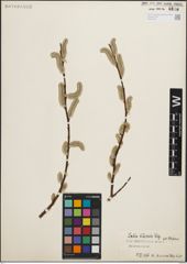 Foto von Salix iliensis Regel